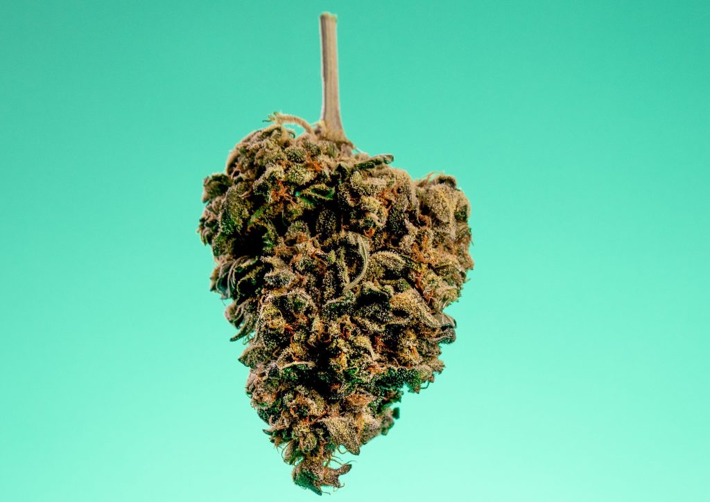 Cannabis plant on the blue background